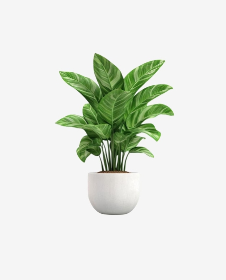 Decorative Items